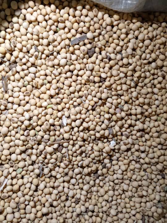 Mung Beans